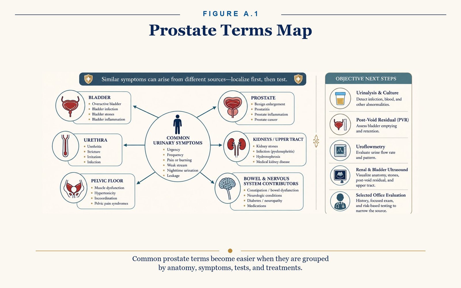 Prostate Terms Map. Grouping terms by anatomy, symptoms, tests, and treatments makes them easier.